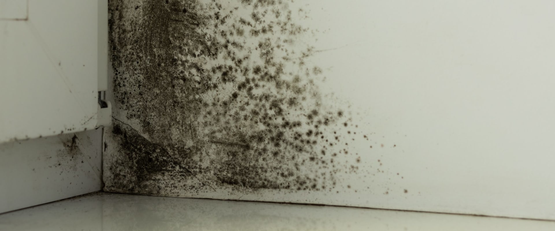 How long does water damage turn into mold?