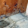 What should i do immediately after water damage?