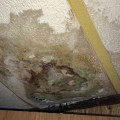 Will a one time water leak cause mold?
