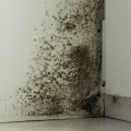 How long does water damage turn into mold?