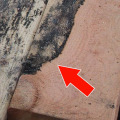 How long does it take for water damage to show?