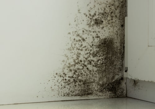 How long does water damage turn into mold?